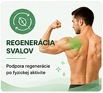 Regenerácia svalov